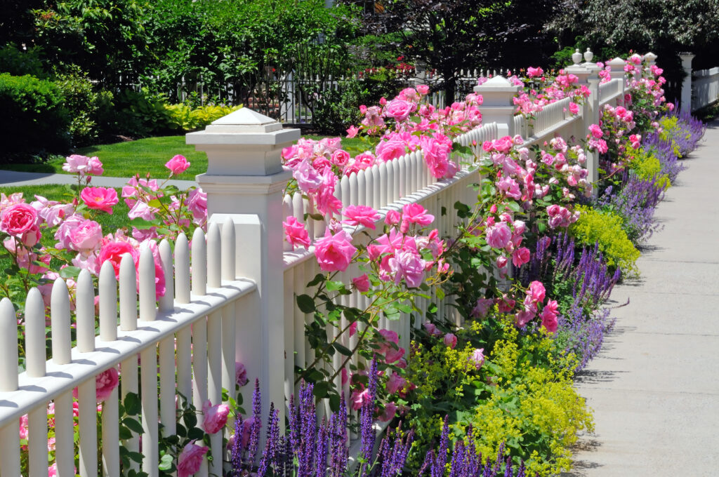 White picket fence with roses
